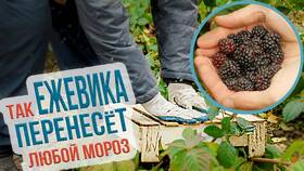 Как посадить ежевику весной саженцами: пошаговая инструкция